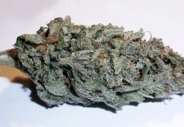 Blue Dream