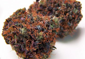 Blueberry Waltz