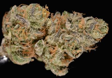 Girl Scout Cookies