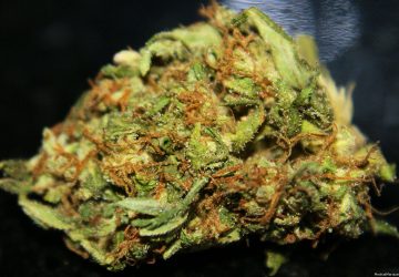Orange Kush
