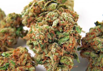 White OG